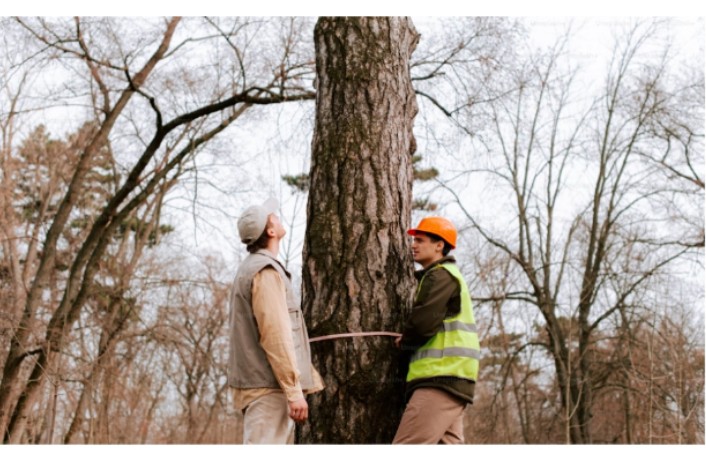 Tree Care