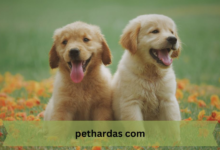 Pethardas.com